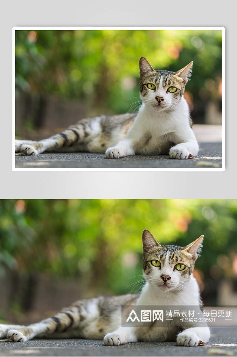 猫咪高清摄影图片素材