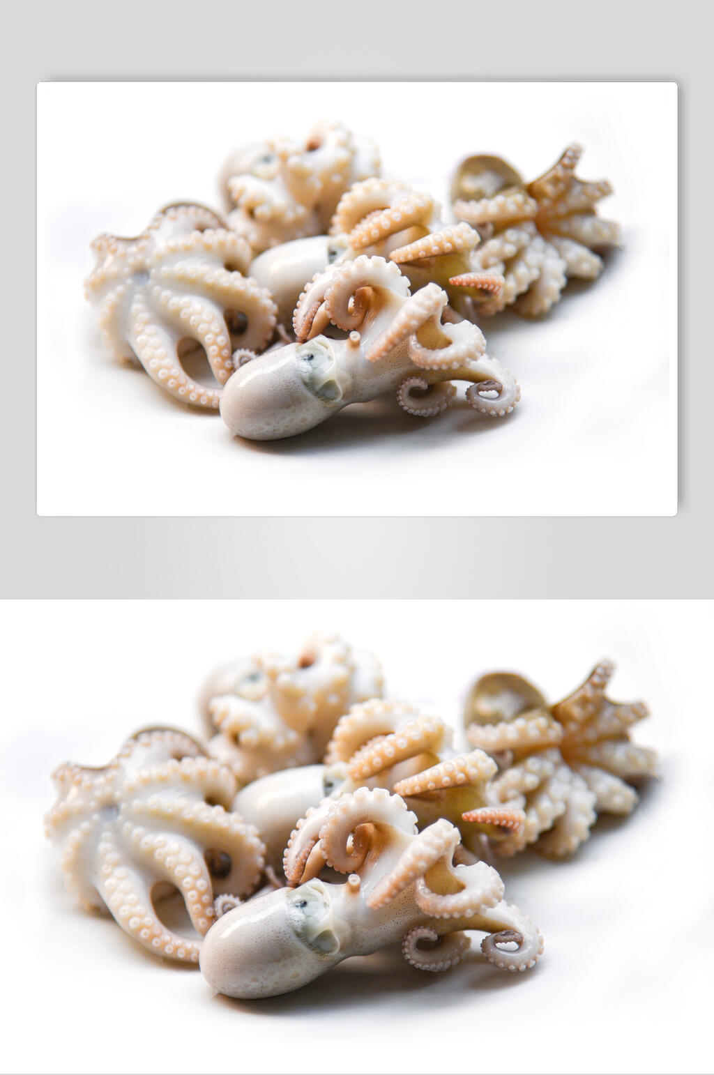新鲜美味软体类海鲜图片素材