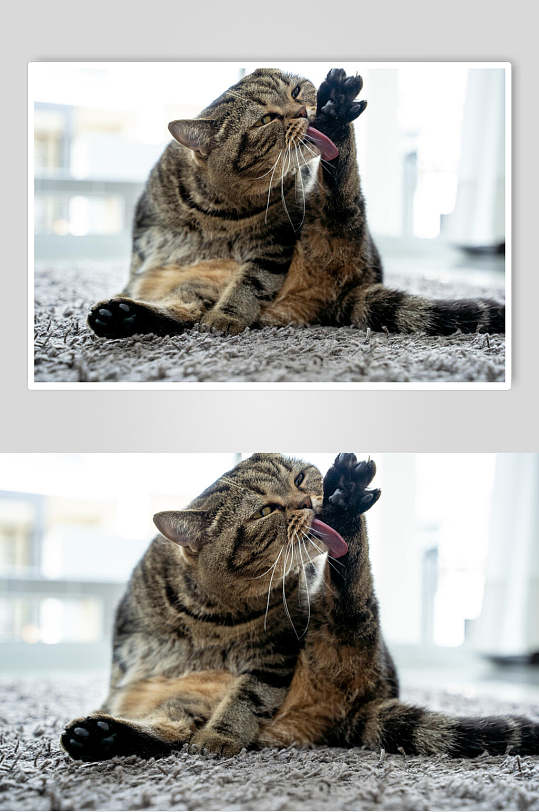 狸花猫猫咪摄影图