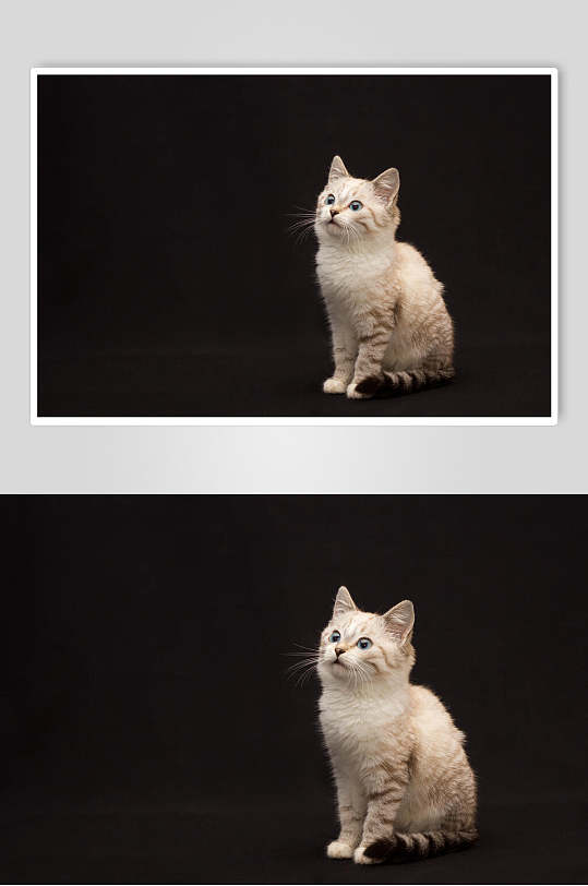 黑色底猫咪认真看高清摄影图片