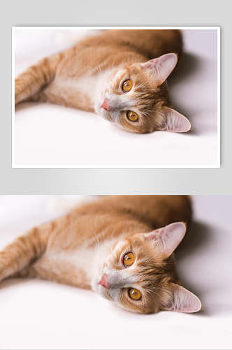 橘猫猫咪高清摄影图片