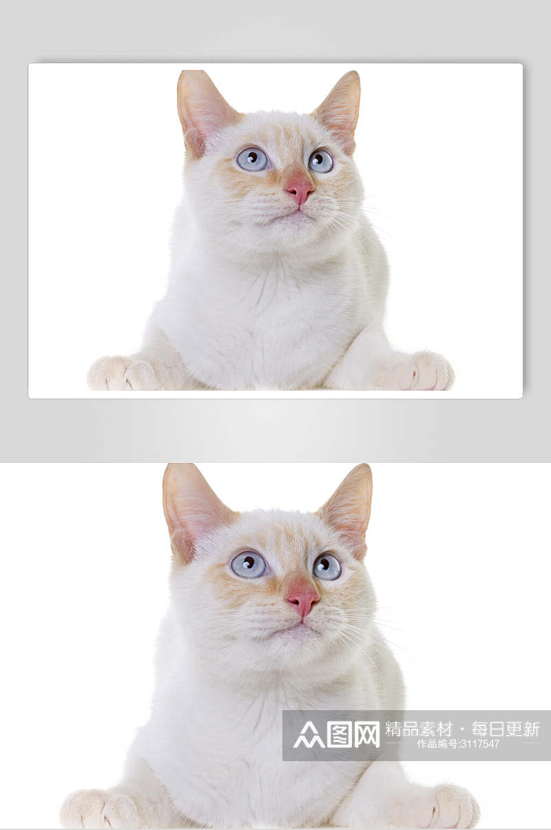 白色猫咪高清摄影图片素材