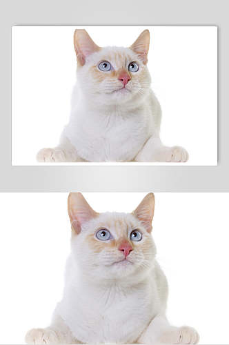 白色猫咪高清摄影图片