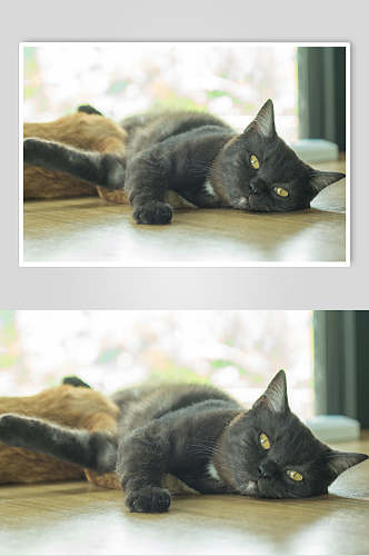 黑猫猫咪高清摄影图片