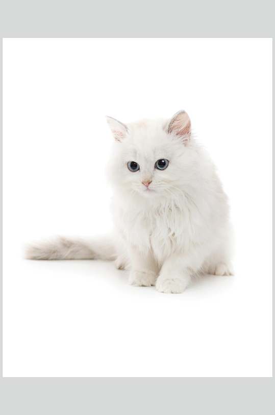 白猫猫咪高清摄影图片