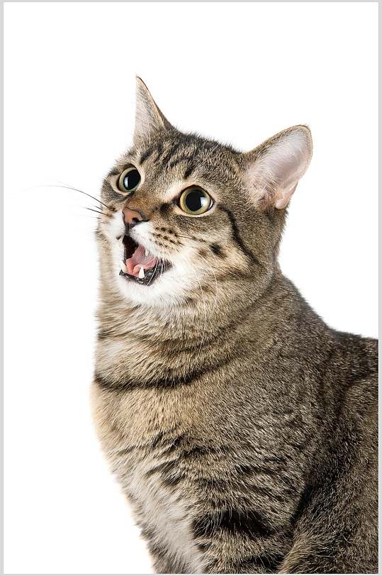 阿狸黑底图图片-阿狸黑底图素材-阿狸黑底图模板大全-众图网