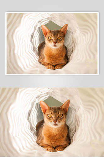 创意时尚猫咪摄影图