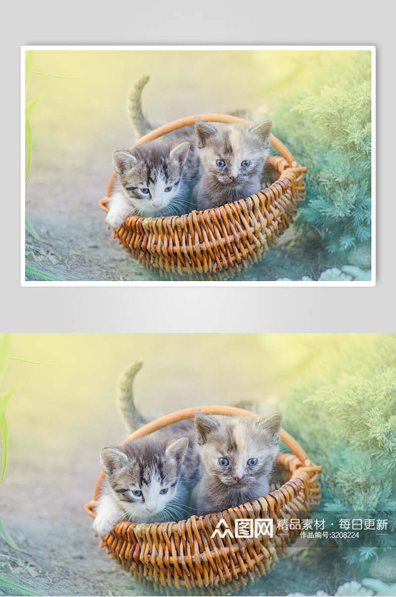 小猫猫咪高清摄影图片素材