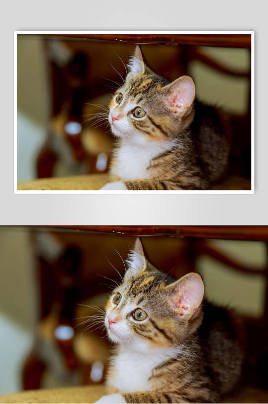 阿狸png图片-阿狸png素材下载-众图网