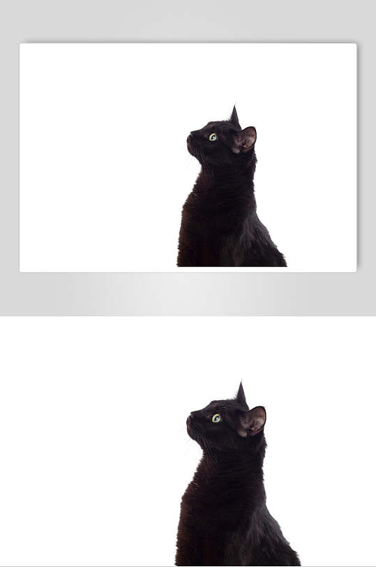 简约黑色猫咪摄影图