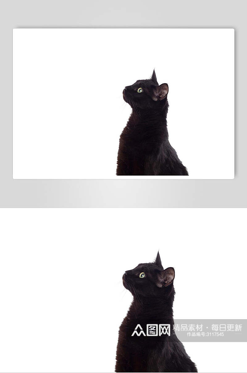简约黑色猫咪摄影图素材