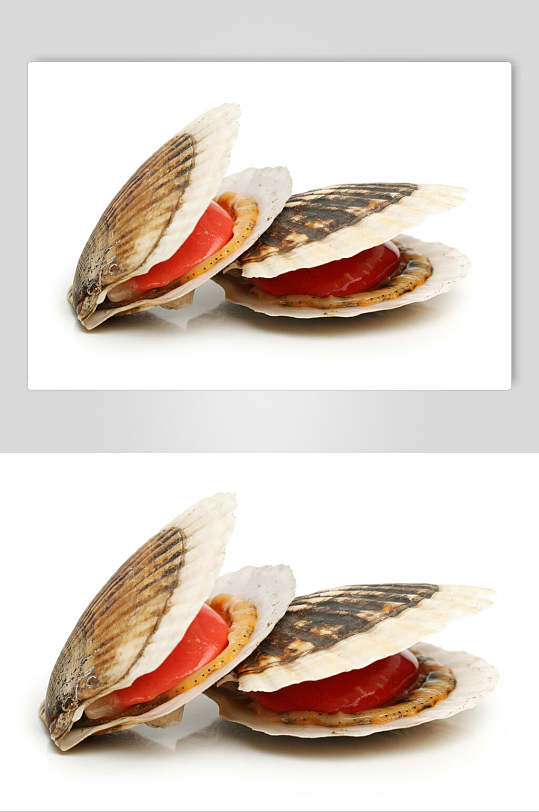 创意贝壳类海鲜图片