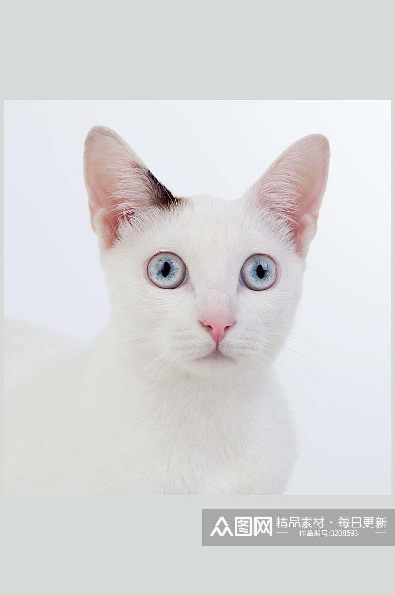 白猫猫咪高清摄影图片素材