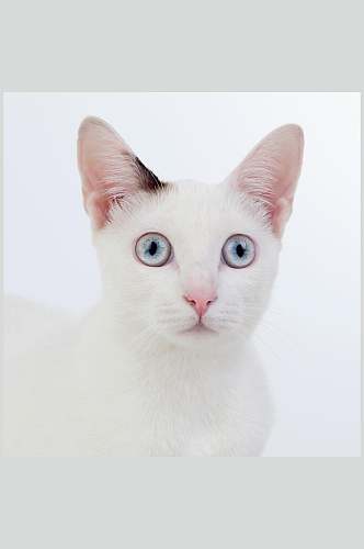 白猫猫咪高清摄影图片