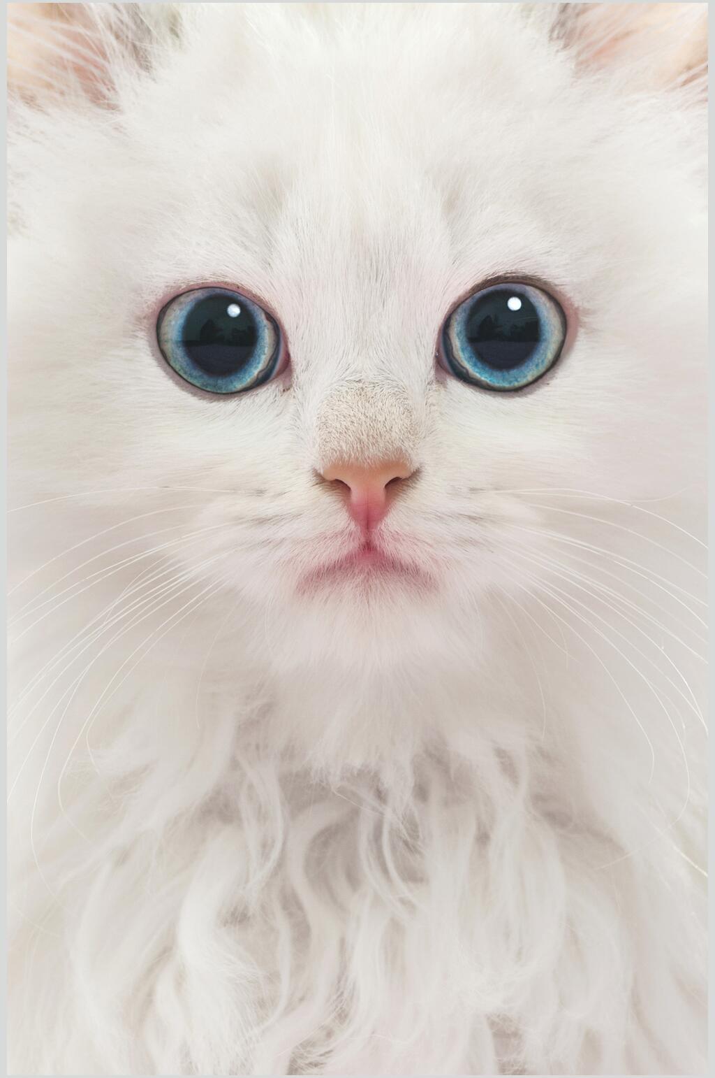 猫咪漂亮蓝色眼睛高清摄影图片