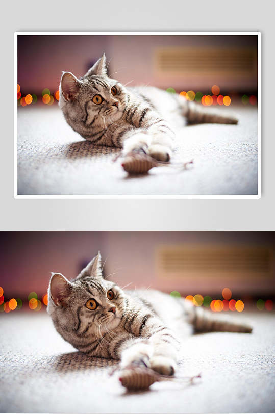 小花猫蛋糕图片 小花猫蛋糕素材下载 众图网