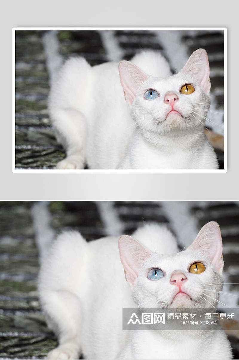 白猫异瞳猫咪高清摄影图片素材