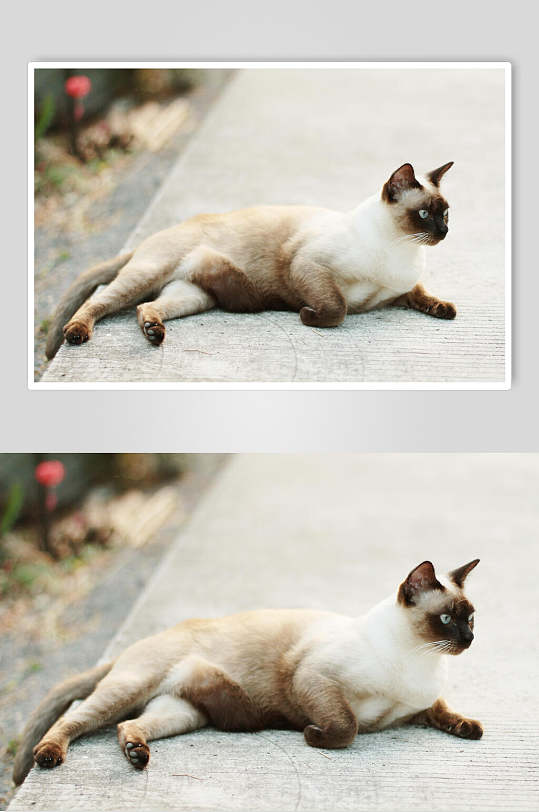 猫咪侧躺趴着高清摄影图片