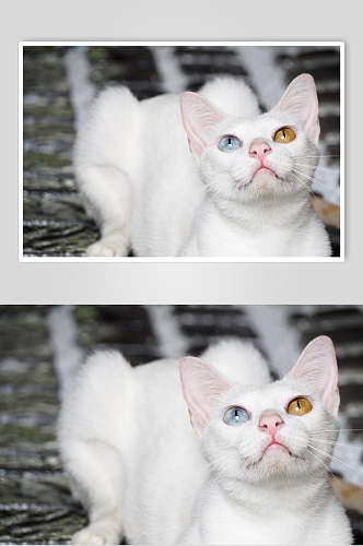 白色异瞳猫咪摄影图