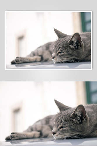 灰色猫咪高清摄影图片