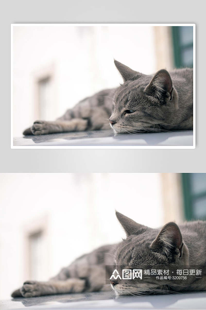 灰色猫咪高清摄影图片素材