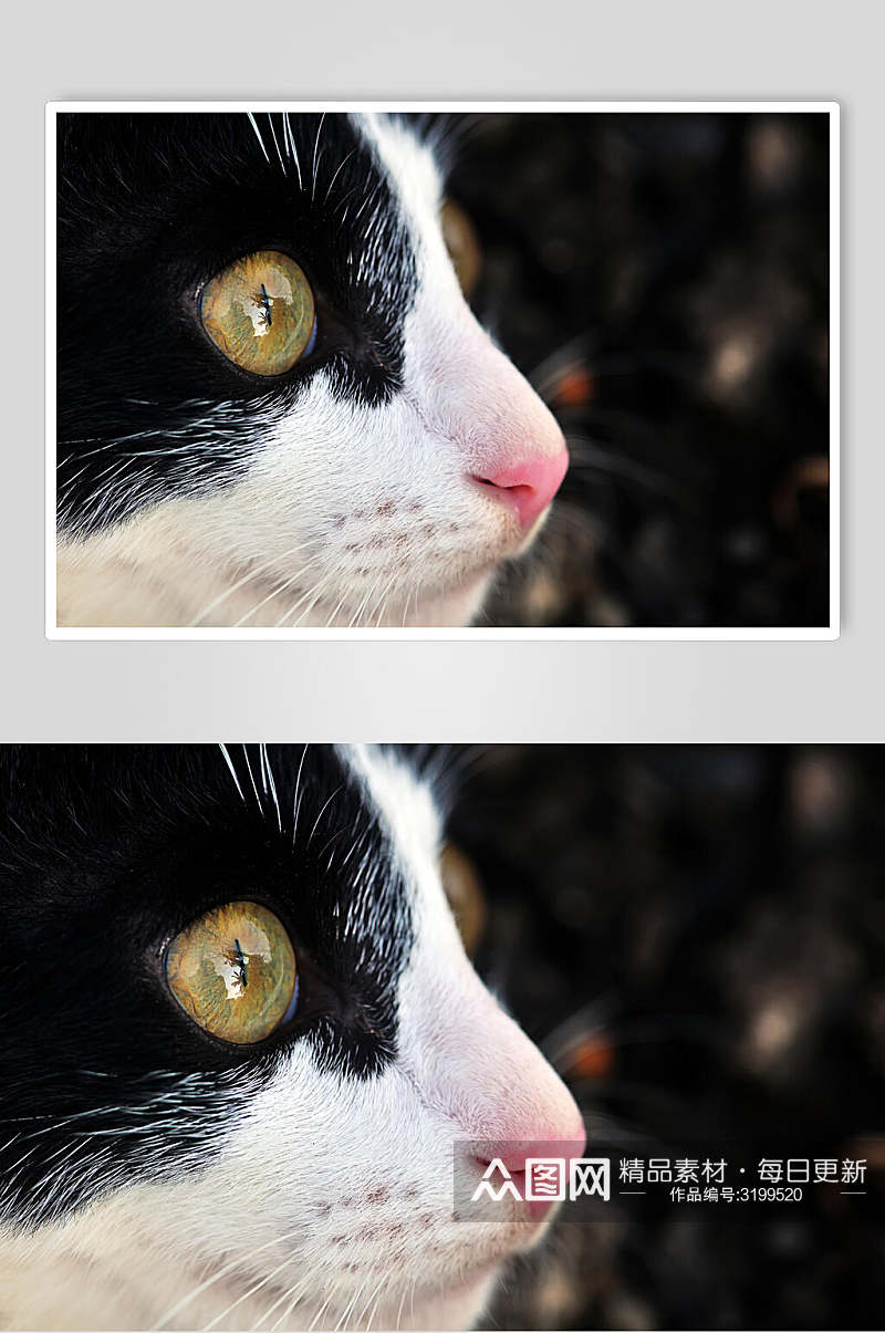 黑白传言猫咪摄影图素材