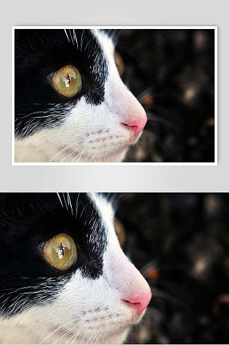 黑白传言猫咪摄影图