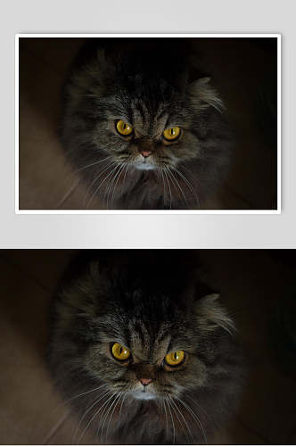 暗色猫咪摄影图