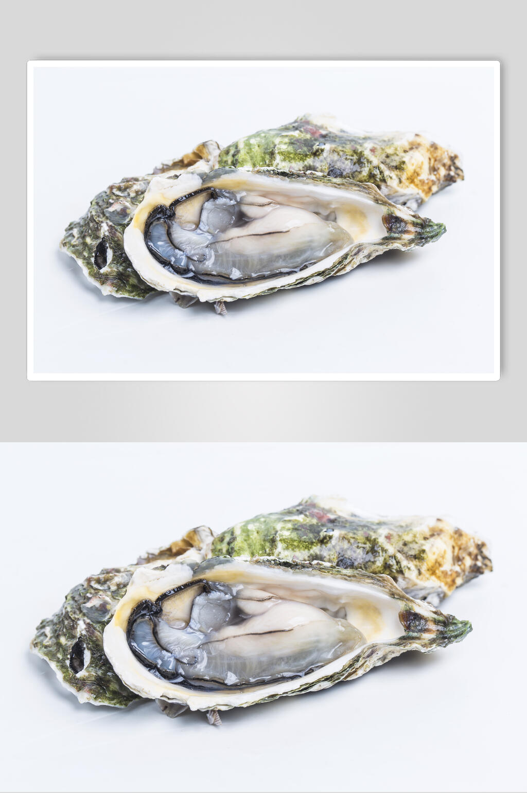 精品美味贝壳类海鲜图片素材