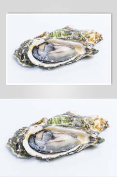 精品美味贝壳类海鲜图片
