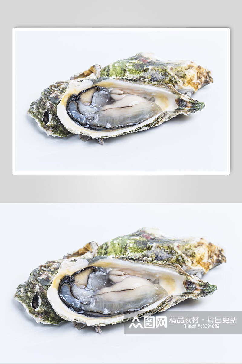 精品美味贝壳类海鲜图片素材