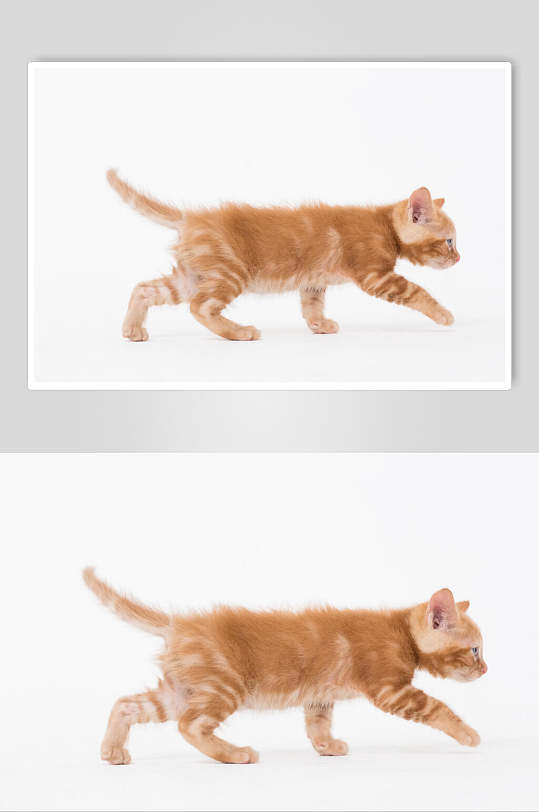 小橘猫咪走路高清摄影图片