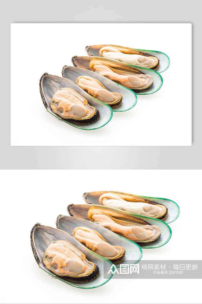 精选贝壳类海鲜图片素材