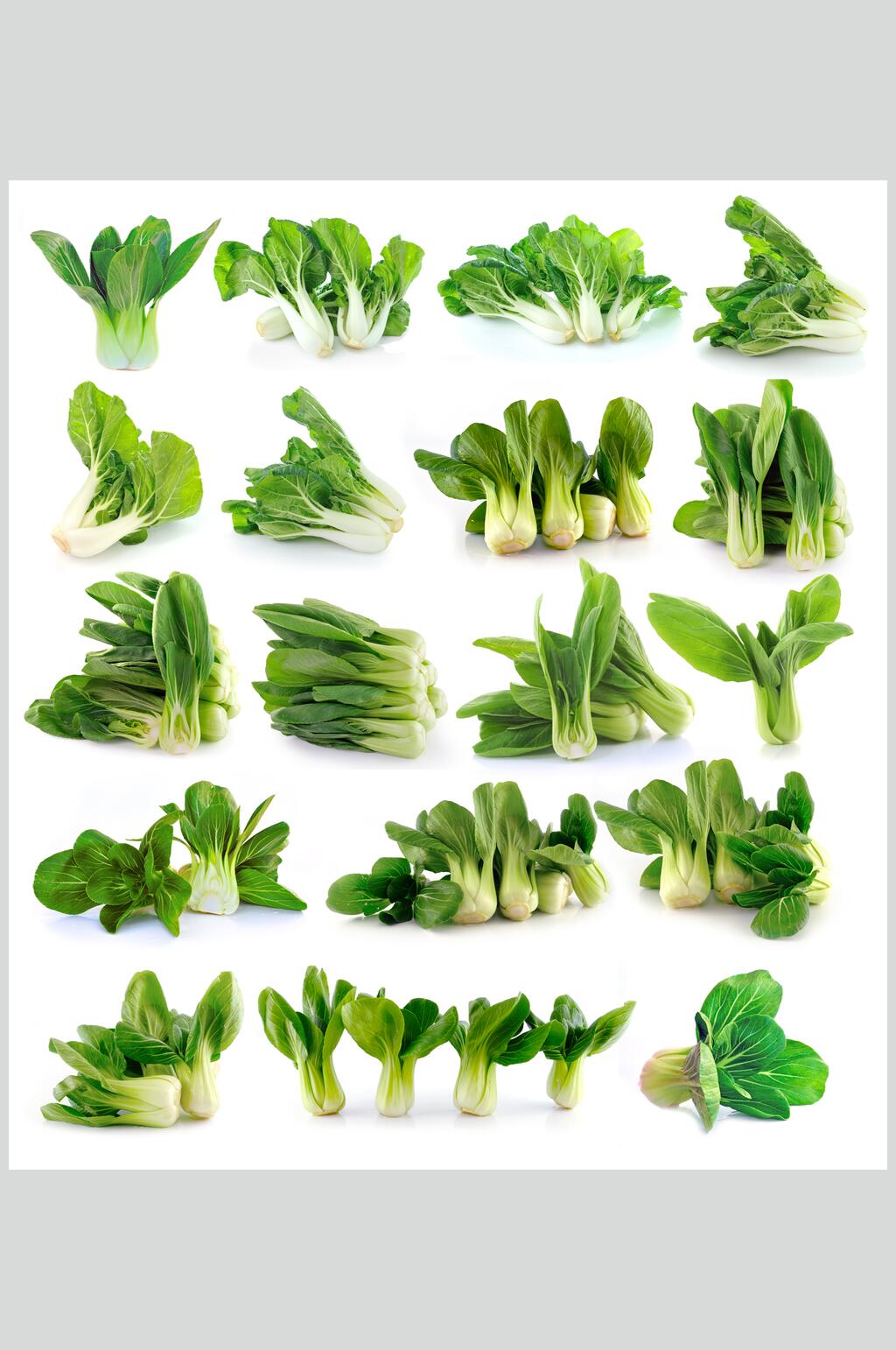绿色有机蔬菜青菜白底图片素材
