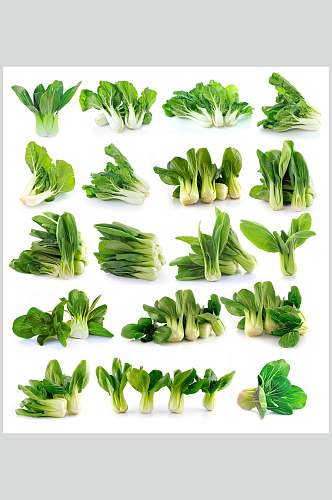 绿色有机蔬菜青菜白底图片