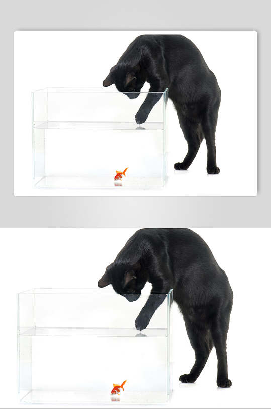 高级臻美鲸鱼猫咪高清摄影图片