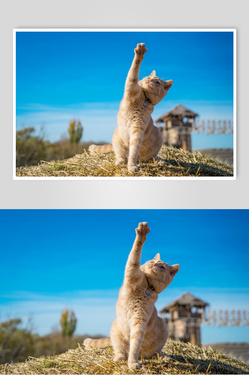橘猫猫咪高清摄影图片素材