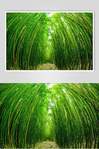 茂密绿色竹林风景图片