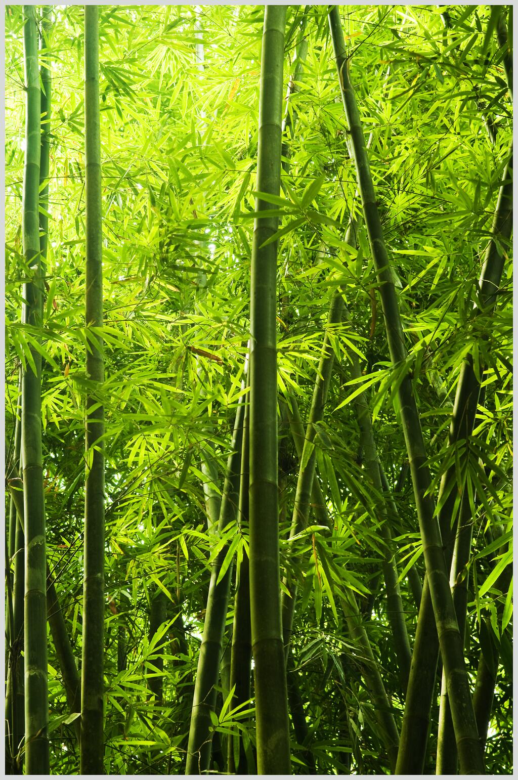 绿色竹林风景图片素材