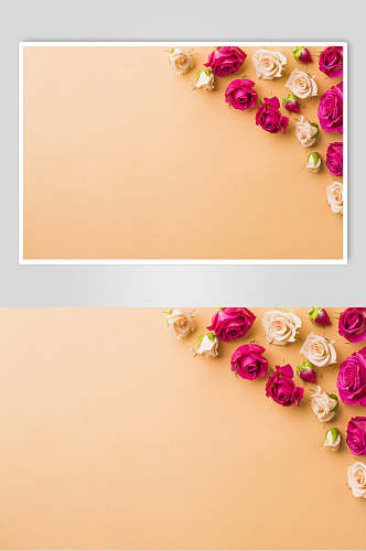 红色玫瑰花朵花语展示高清图片