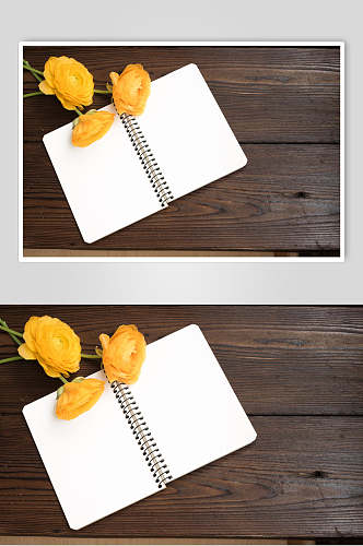 黄色玫瑰花朵花语展示高清图片