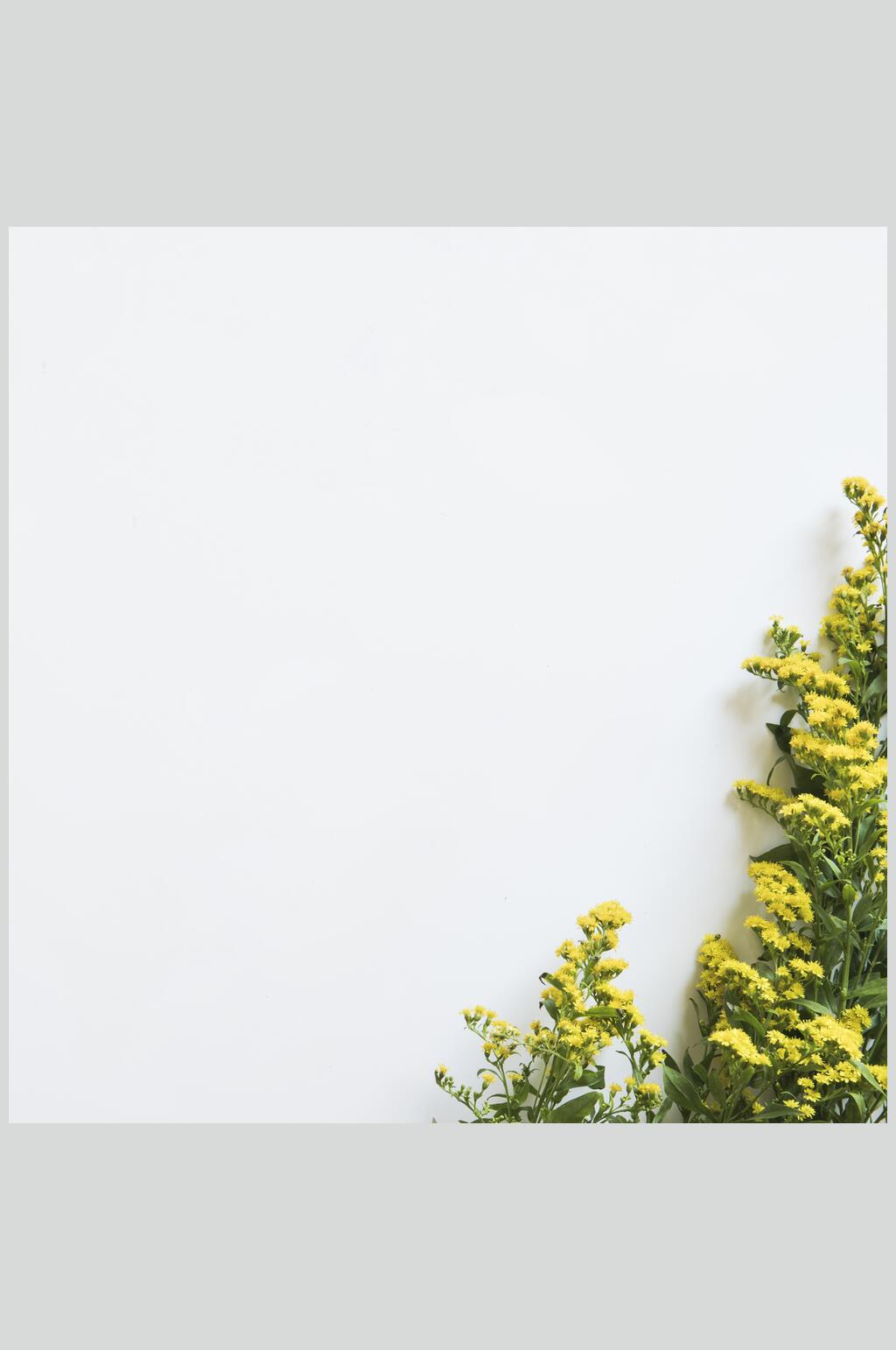 黄色花朵花语展示高清图片素材