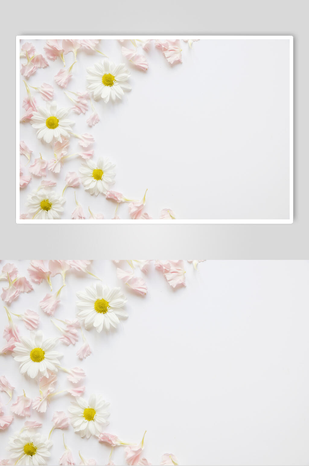白色花朵花语展示高清图片素材