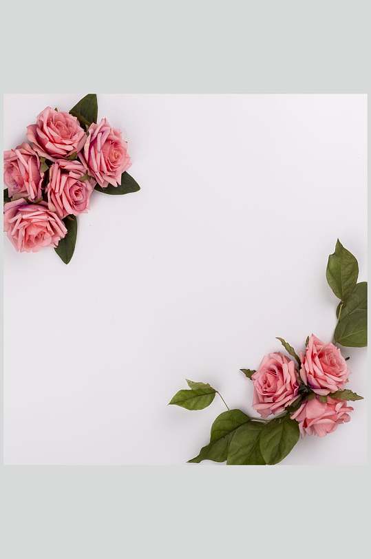粉色花朵花语展示高清图片