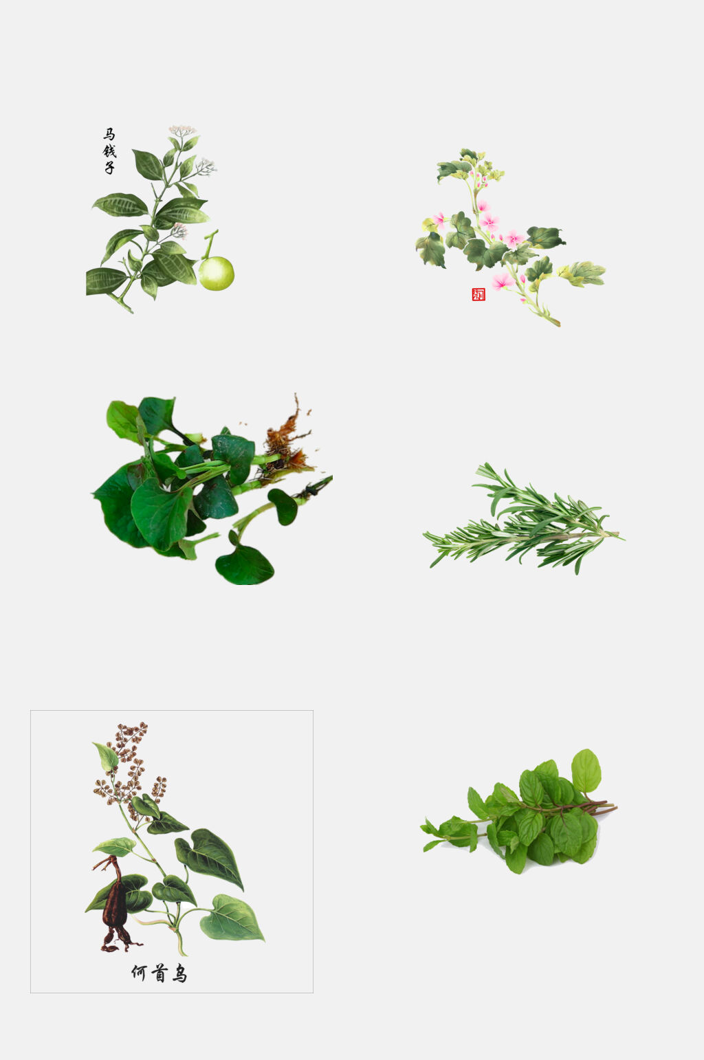清新绿色大气草本植物免抠素材素材