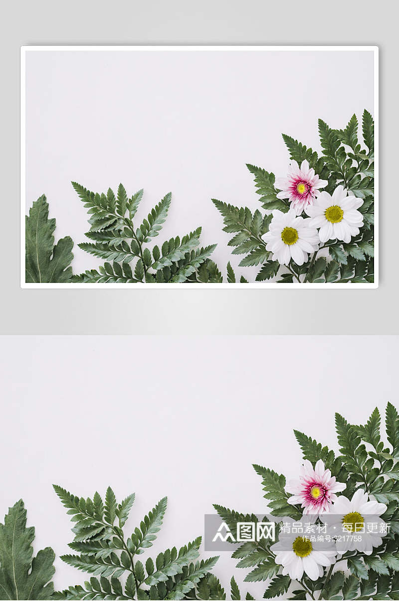白色花朵花语展示高清图片素材