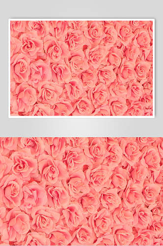 粉红花朵花语展示高清图片