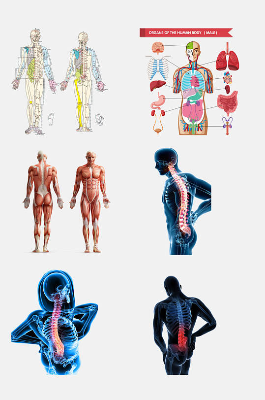 创意人体结构图免抠素材