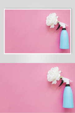白色玫瑰花朵花语展示高清图片