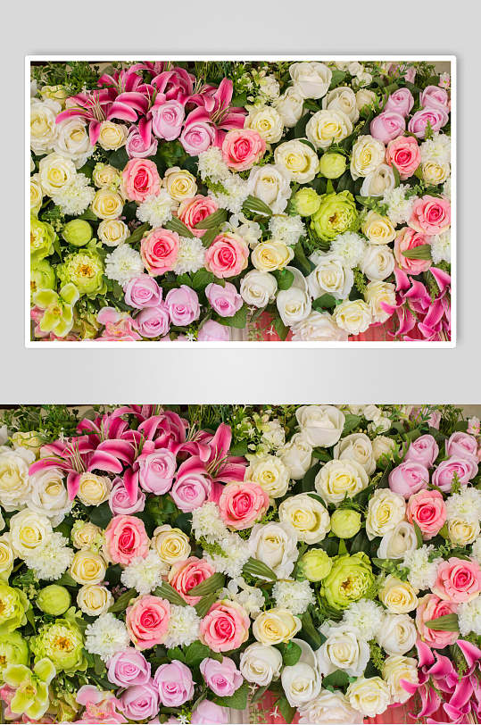 白色玫瑰花朵花语展示高清图片